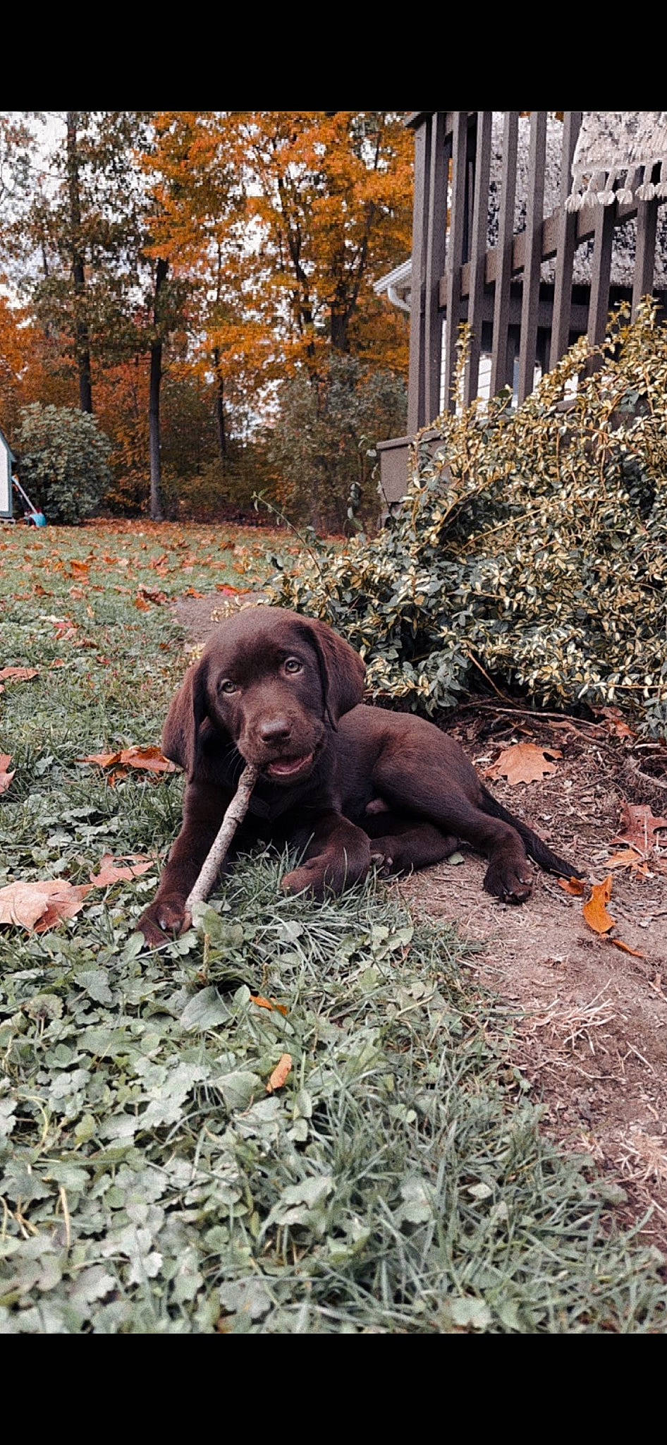 Archer is registered to the contest to win money with this photo: canidae, carnivore, dog, dog_breed, elephants_and_mammoths, fawn, grass, groundcover, gun_dog, leaf, liver, plant, sculpture, shrub, soil, sporting_group, terrestrial_animal, tree, wood, working_animal