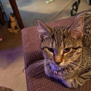 Bella is registered to the contest to win money with this photo: cat, tabby, pet, indoor, couch, furniture, collar, bell, animal, mammal, whiskers, ears, face, fur, resting, domestic, home, blurred_background, statue, decor