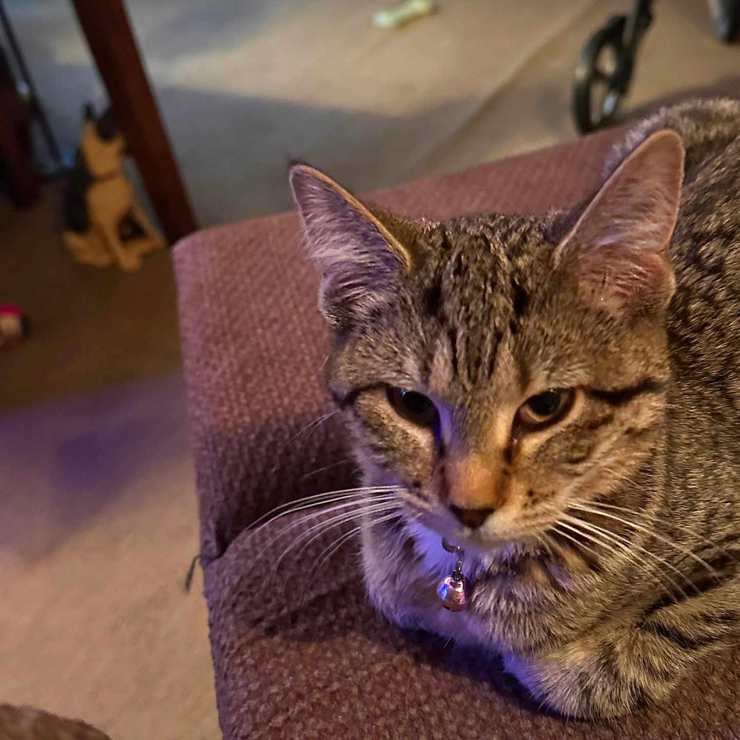 Bella
