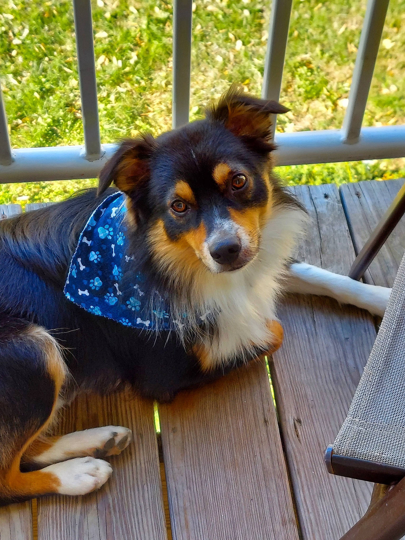 Dasher