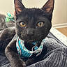 Finley joined the competition — help win amazing prizes! black_cat, kitten, pet, close_up, blue_harness, collar, tag, fur, whiskers, paw, indoor, texture, fabric, resting, cute, animal, young_cat, curious, feline, domestic_cat
