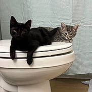 Finley is registered to the contest to win money with this photo: cat, kitten, black_cat, gray_tabby, toilet, bathroom, shower_curtain, bath_mat, pet, animal, cute, resting, floor, domestic_animal, feline, young_cat, indoor, relaxed, curious, white