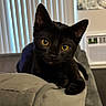 Finley joined the competition — help win amazing prizes! black_cat, cat, pet, indoor, couch, furniture, yellow_eyes, curious, animal, mammal, whiskers, ears, relaxing, living_room, window_blinds, domestic_cat, fur, cute, portrait, resting