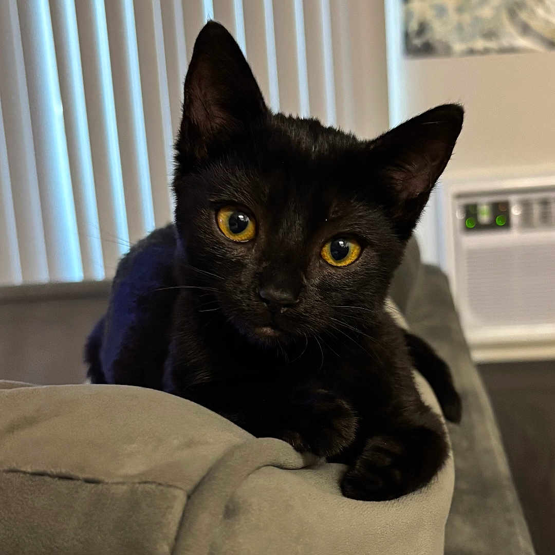 Finley joined the competition — help win amazing prizes! black_cat, cat, pet, indoor, couch, furniture, yellow_eyes, curious, animal, mammal, whiskers, ears, relaxing, living_room, window_blinds, domestic_cat, fur, cute, portrait, resting