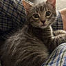 kitten, gray_tabby, cat, furry, pet, animal, indoor, plaid, fabric, cozy, cute, whiskers, fur, eyes, sitting, closeup, domestic_cat, young, soft, relaxed