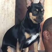 Jet joined the competition — help win amazing prizes! alert, black_and_tan, blurry_background, close_up, companion, couch, dog, ear, ears_up, fur, furniture, home_interior, human_partial, indoor, pet, portrait, sitting, small_dog, sofa, wall