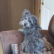 Raven is registered to the contest to win money with this photo: dog, small_dog, scruffy_dog, long_hair, gray_fur, sitting, looking_back, couch, cushion, pillow, blanket, living_room, door, doorknob, wood_paneling, upholstery, pet, tail, indoor, curious_expression