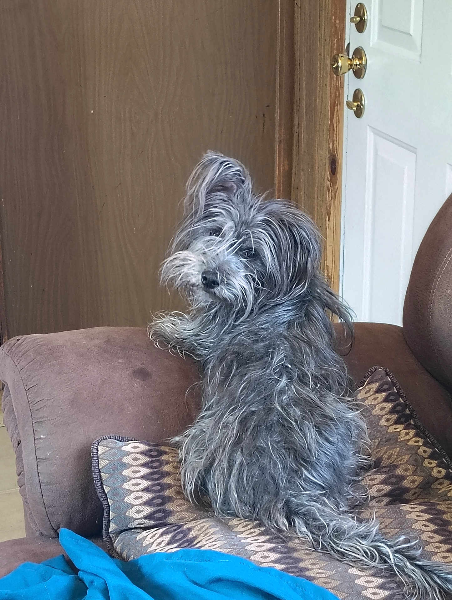 Raven is registered to the contest to win money with this photo: dog, small_dog, scruffy_dog, long_hair, gray_fur, sitting, looking_back, couch, cushion, pillow, blanket, living_room, door, doorknob, wood_paneling, upholstery, pet, tail, indoor, curious_expression