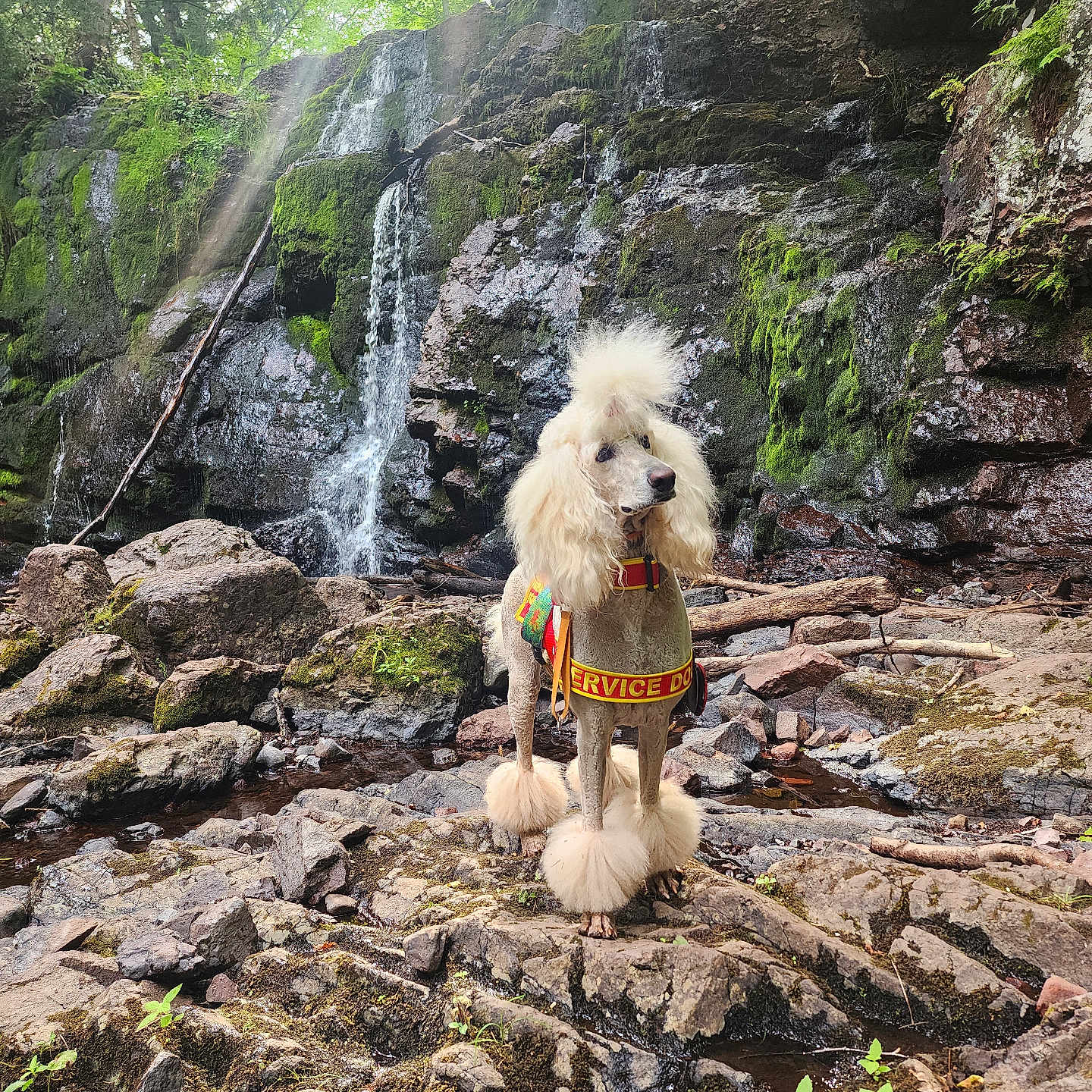 Forest is registered to the contest to win money with this photo: animal, canine, dog, jungle, land, moss, nature, outdoors, pet, plant, poodle, puppy, rainforest, rock, slate, tree, vegetation, water, waterfall, woodland
