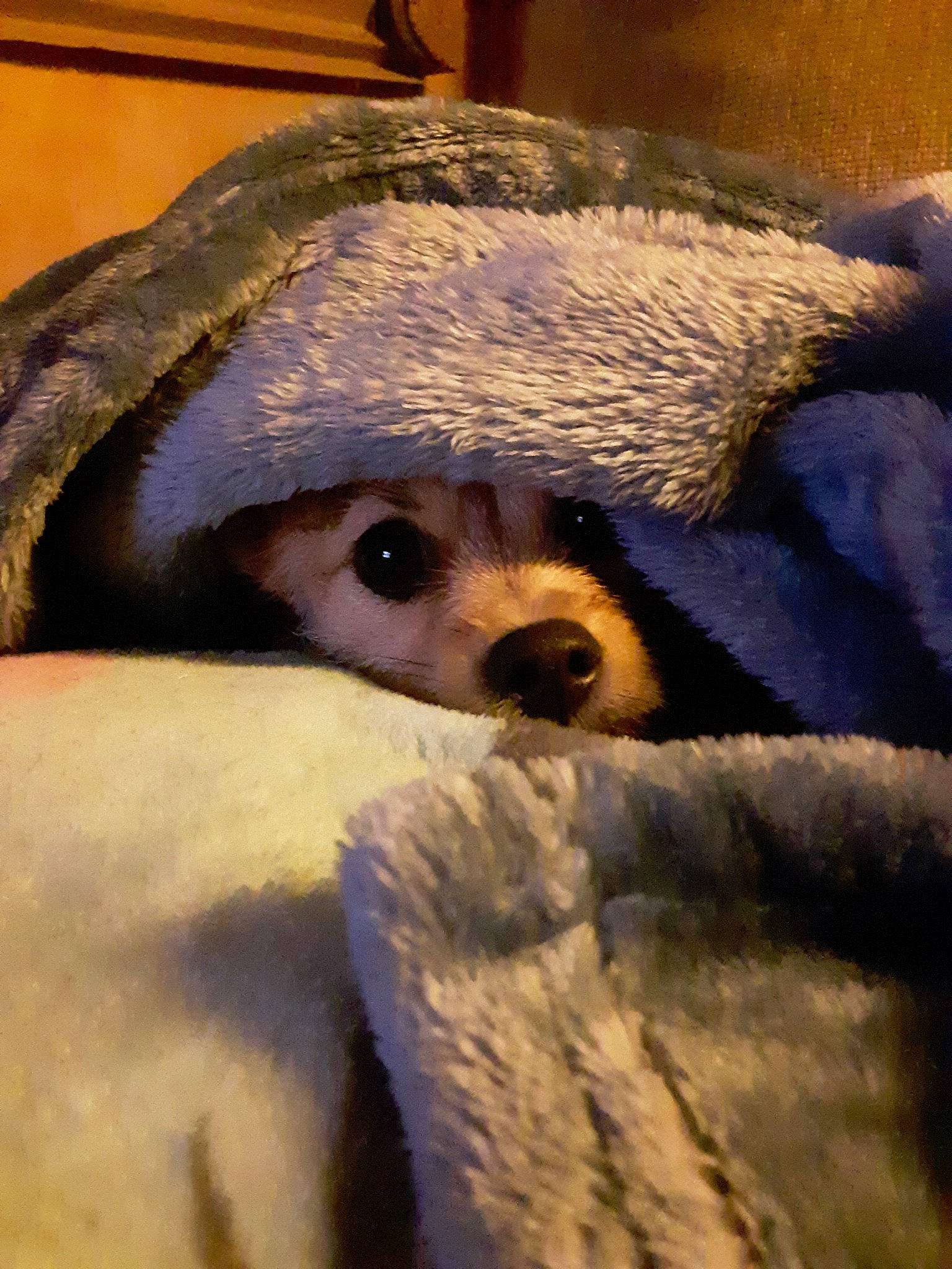 Bennie is registered to the contest to win money with this photo: canidae, carnivore, close_up, companion_dog, dog, dog_breed, fawn, felidae, fur, hat, paw, pet_supply, small_to_medium_sized_cats, snout, snow, sporting_group, terrestrial_animal, toy_dog, whiskers, working_animal