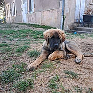 Willow participe au concours pour gagner de l'argent avec cette photo : dog, puppy, canine, fluffy, long_hair, brown_fur, black_mask, lying_down, paws, outdoor, yard, grass, dirt, village, house, cottage, doors, windows, rustic, portrait