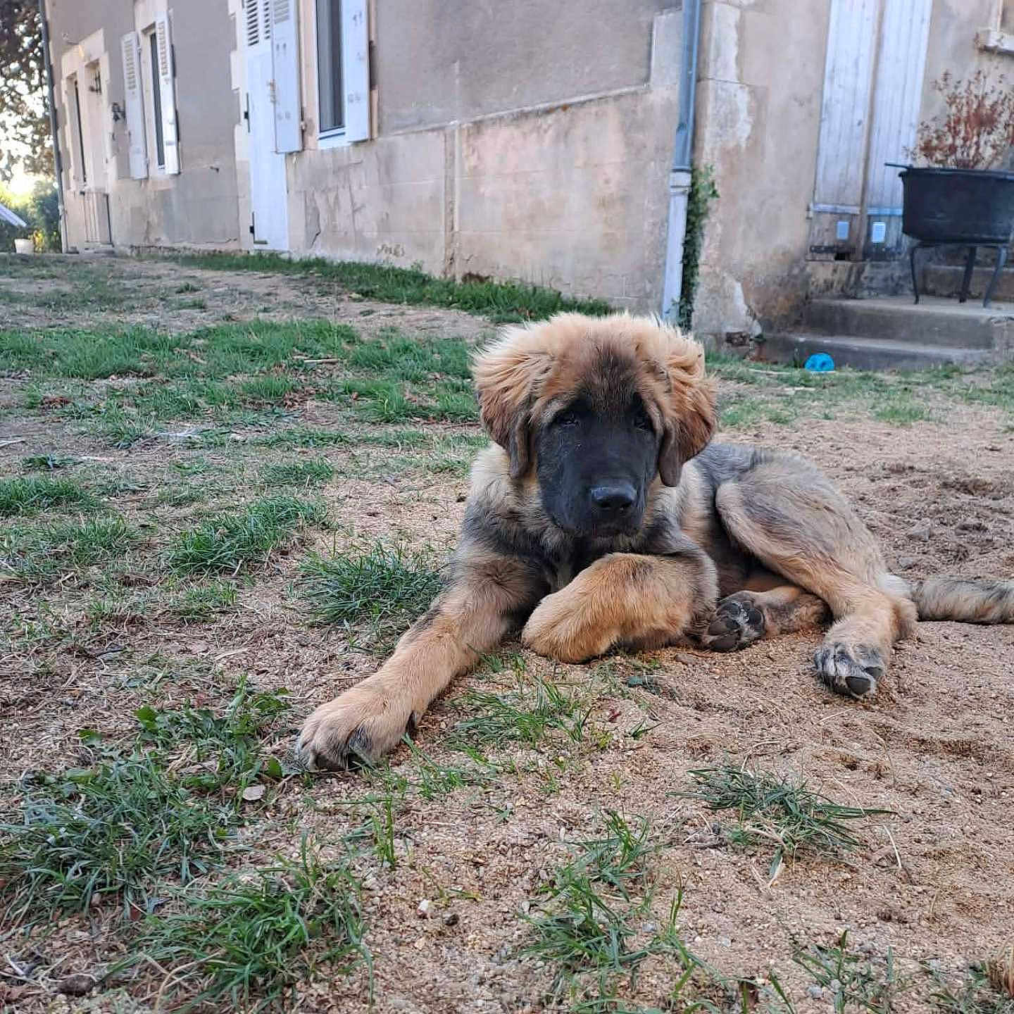 Willow participe au concours pour gagner de l'argent avec cette photo : dog, puppy, canine, fluffy, long_hair, brown_fur, black_mask, lying_down, paws, outdoor, yard, grass, dirt, village, house, cottage, doors, windows, rustic, portrait