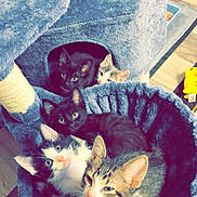 Pikachu joined the competition — help win amazing prizes! animal, blue, cat, cat_tree, cozy, curious, cute, eyes, feline, floor, fur, group, home, indoor, kitten, pet, play, plush, resting, toy