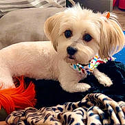 Bella is registered to the contest to win money with this photo: dog, small_dog, pet, indoor, cushion, blanket, orange_tail, groomed, fur, cute, resting, collar, toy, floor, wooden_floor, household, relaxing, domestic_animal, comfortable, cozy