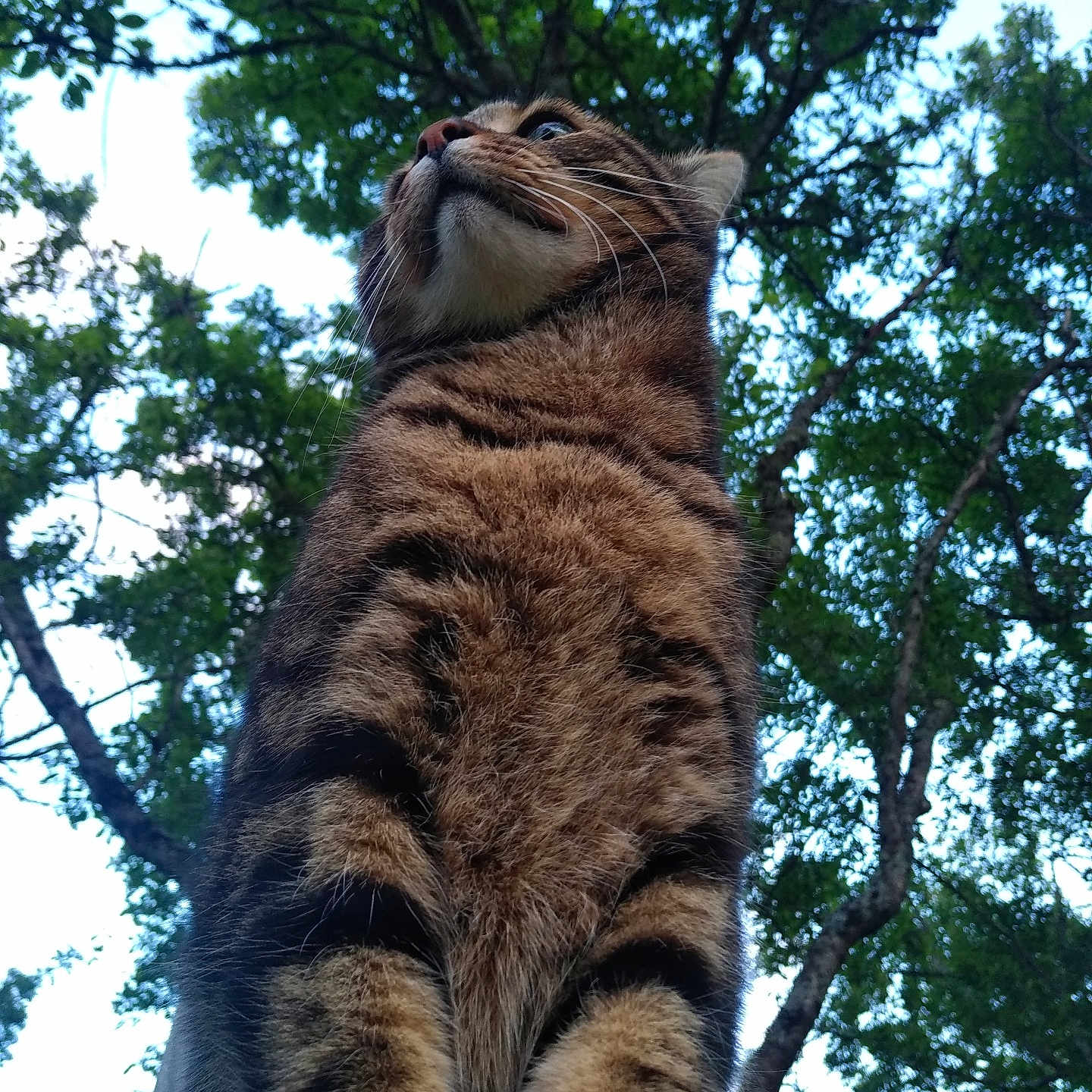 Minon a rejoint le concours — aidez-le/la à gagner de superbes lots ! alert, animal, cat, close_up, feline, fur, greenery, looking_up, majestic, mammal, nature, outdoor, pet, portrait, sky, striped, tabby, tree, whiskers, wildlife
