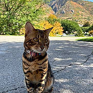 Achilles is registered to the contest to win money with this photo: cat, bengal_cat, sitting, outdoor, autumn, trees, mountains, sky, nature, collar, fur, whiskers, animal, pet, road, sunlight, shadow, cracked_pavement, greenery, scenic