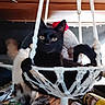 Meow Meow is registered to the contest to win money with this photo: black_cat, cat, macrame_hammock, yellow_eyes, indoor, pet, feline, hanging_chair, white_rope, clutter, container, can, relaxing, curious, animal, domestic, furniture, household_items, two_cats, close_up