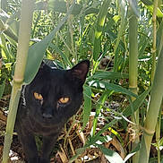 Meow Meow joined the competition — help win amazing prizes! animal, black_cat, cat_face, close_up, curious, exploration, eyes, foliage, greenery, ground, hide_and_seek, leaves, nature, outdoor, pet, plants, siamese_cat, stalks, sunlight, wildlife
