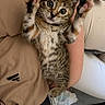 kitten, cat, paw, pet, animal, tabby, striped, cute, wide_eyes, indoor, person, hand, holding, fur, whiskers, relaxed, cuddly, young, domestic, playful