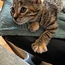 kitten, cat, tabby, paw, towel, chair, indoor, pet, animal, fur, whiskers, ears, eyes, curious, resting, human_leg, soft, closeup, domestic_cat, relaxed