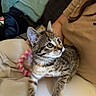 Bonnie a rejoint le concours — aidez-le/la à gagner de superbes lots ! kitten, tabby, cat, pet, animal, young, fur, whiskers, eyes, person, lap, clothing, indoor, blanket, furniture, cozy, cute, curious, domestic, resting