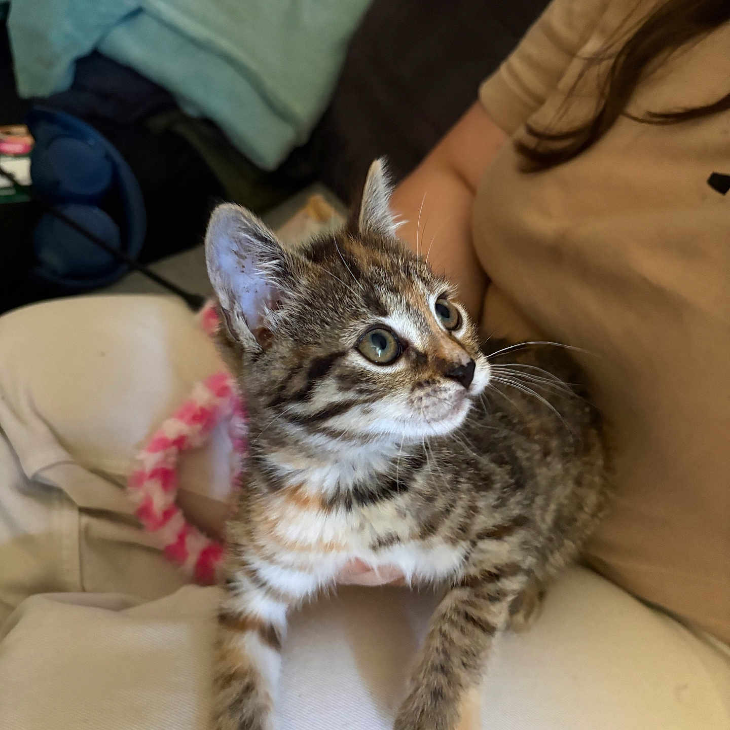 Bonnie a rejoint le concours — aidez-le/la à gagner de superbes lots ! kitten, tabby, cat, pet, animal, young, fur, whiskers, eyes, person, lap, clothing, indoor, blanket, furniture, cozy, cute, curious, domestic, resting