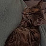 Bonnie a rejoint le concours — aidez-le/la à gagner de superbes lots ! kitten, cat, sleeping, cozy, tabby, furry, pet, resting, blanket, soft, cute, animal, domestic, whiskers, ears, fur, nap, indoor, comfort, small