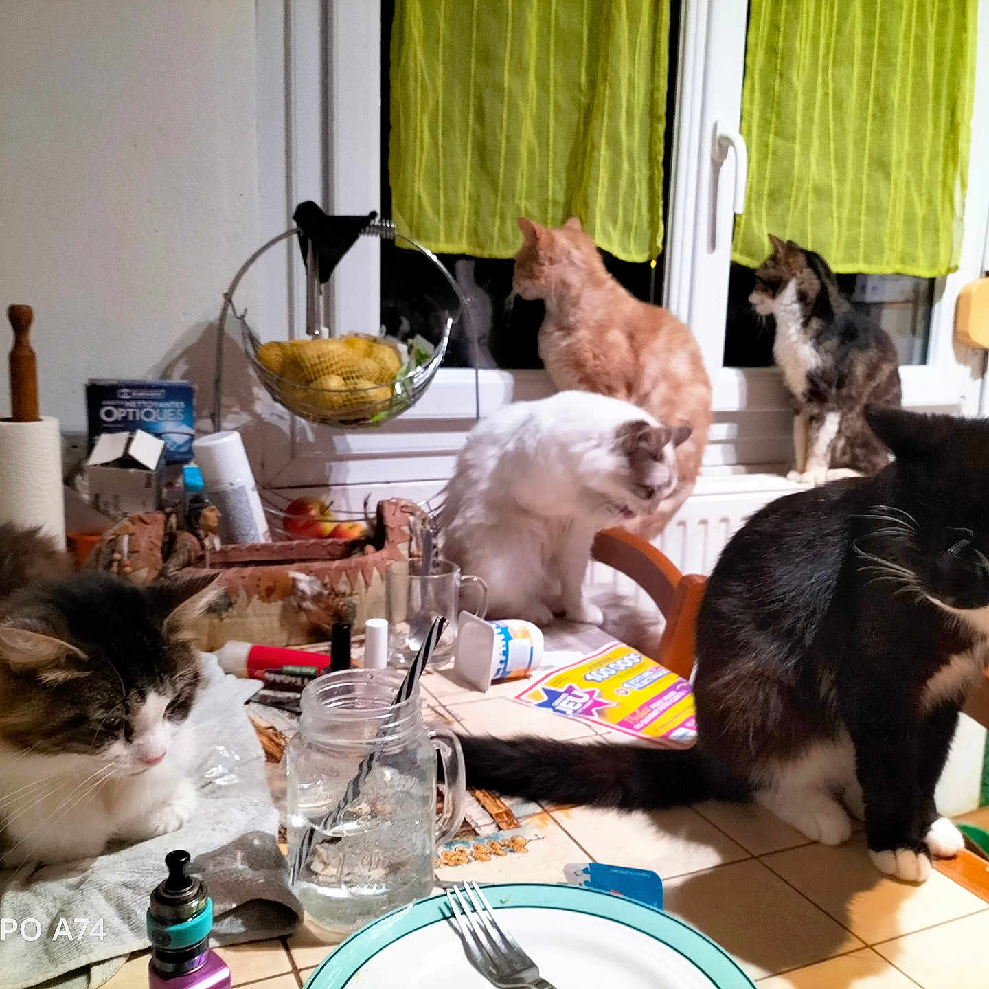 Marie Duvauchel participe au concours pour gagner de l'argent avec cette photo : animal, architecture, building, cat, clothing, couch, cutlery, diningroom, diningtable, fork, furniture, glove, indoors, livingroom, person, pet, plant, room, table, wood