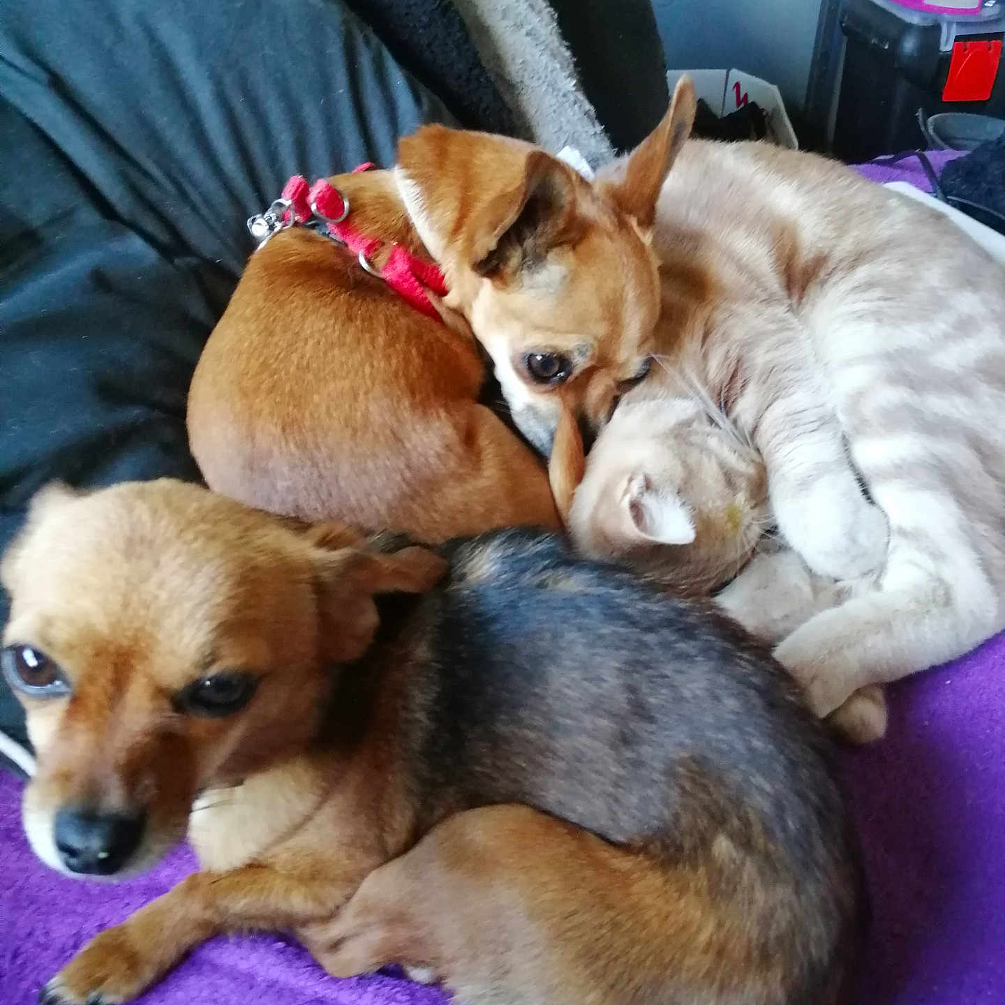 Lolita Et Inès