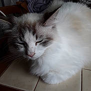 Dora a rejoint le concours — aidez-le/la à gagner de superbes lots ! cat, fluffy, white, gray, nap, indoor, tile, resting, feline, closeup, fur, pet, domestic, quiet, sleepy, cozy, animal, whiskers, ears, peaceful