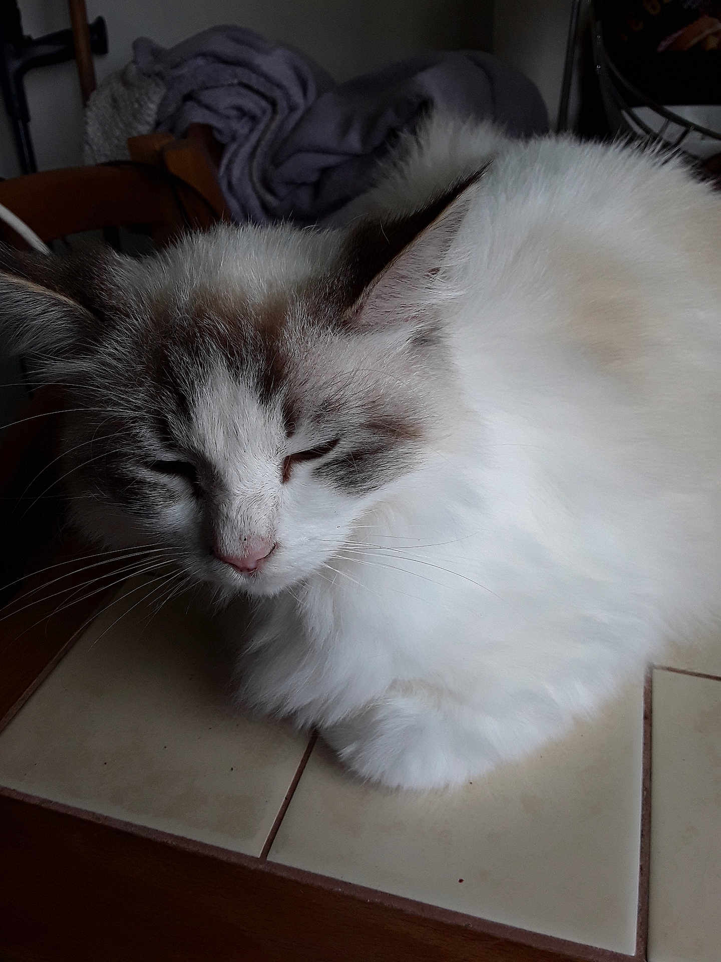 Dora a rejoint le concours — aidez-le/la à gagner de superbes lots ! cat, fluffy, white, gray, nap, indoor, tile, resting, feline, closeup, fur, pet, domestic, quiet, sleepy, cozy, animal, whiskers, ears, peaceful