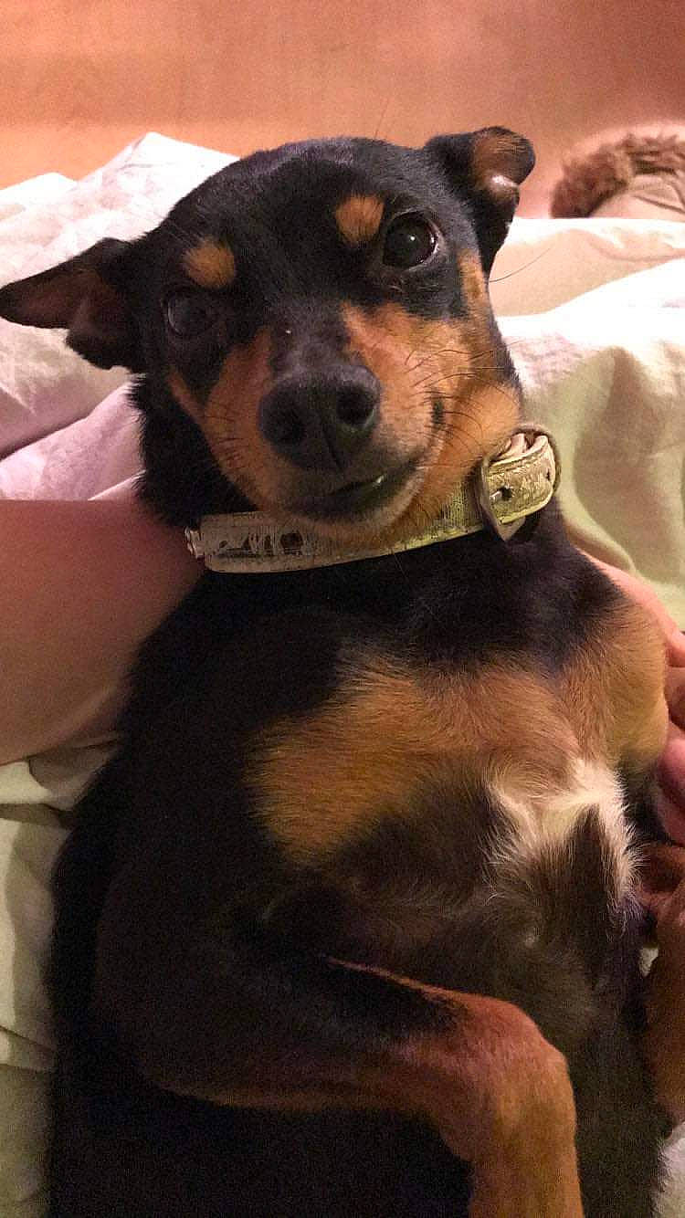 Bonbon a rejoint le concours — aidez-le/la à gagner de superbes lots ! canidae, carnivore, collar, companion_dog, dog, dog_breed, dog_collar, fawn, fur, guard_dog, hunting_dog, paw, pet_supply, rottweiler, sporting_group, terrestrial_animal, whiskers, working_animal, working_dog