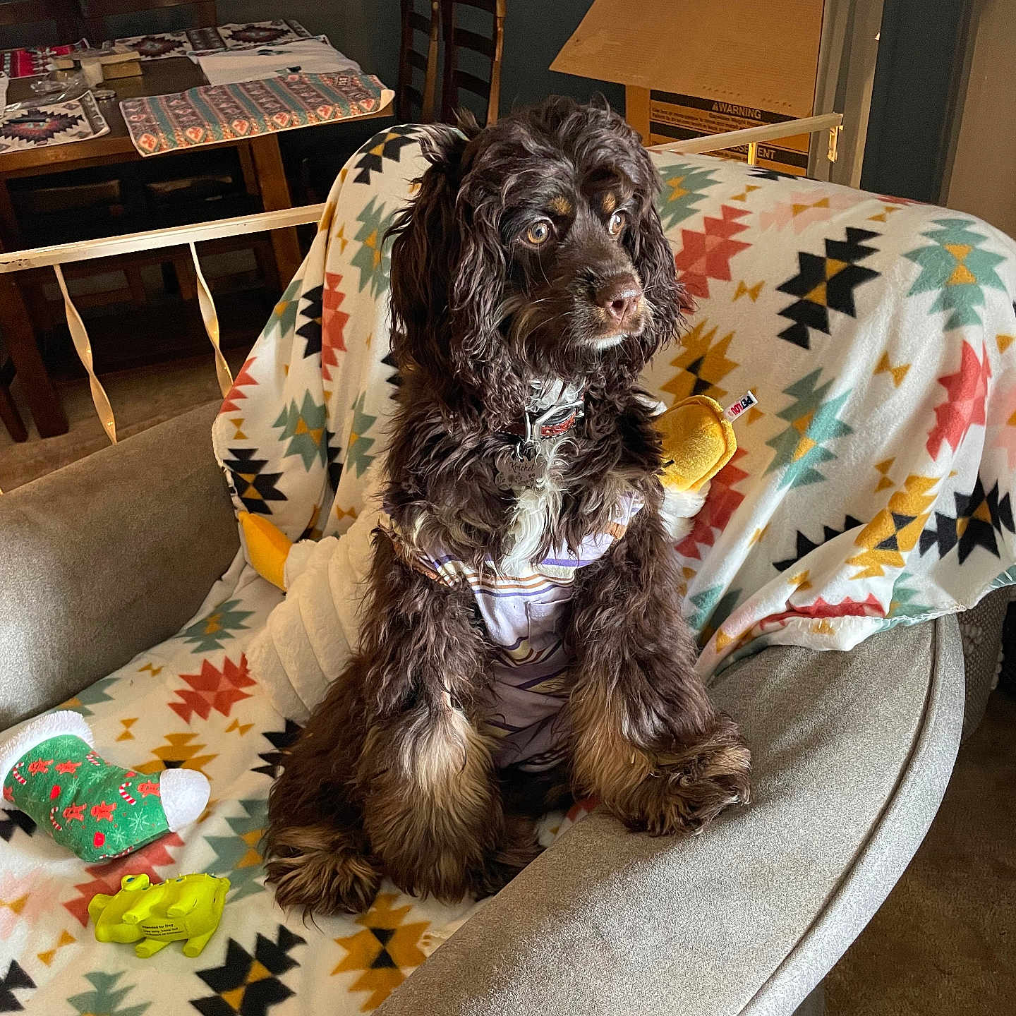 Kricket is registered to the contest to win money with this photo: armchair, blanket, brown, collar, cozy, curious, cute, decor, dog, domestic_animal, fur, furniture, indoor, living_room, patterned, pet, plush_toy, seated, sock, toy