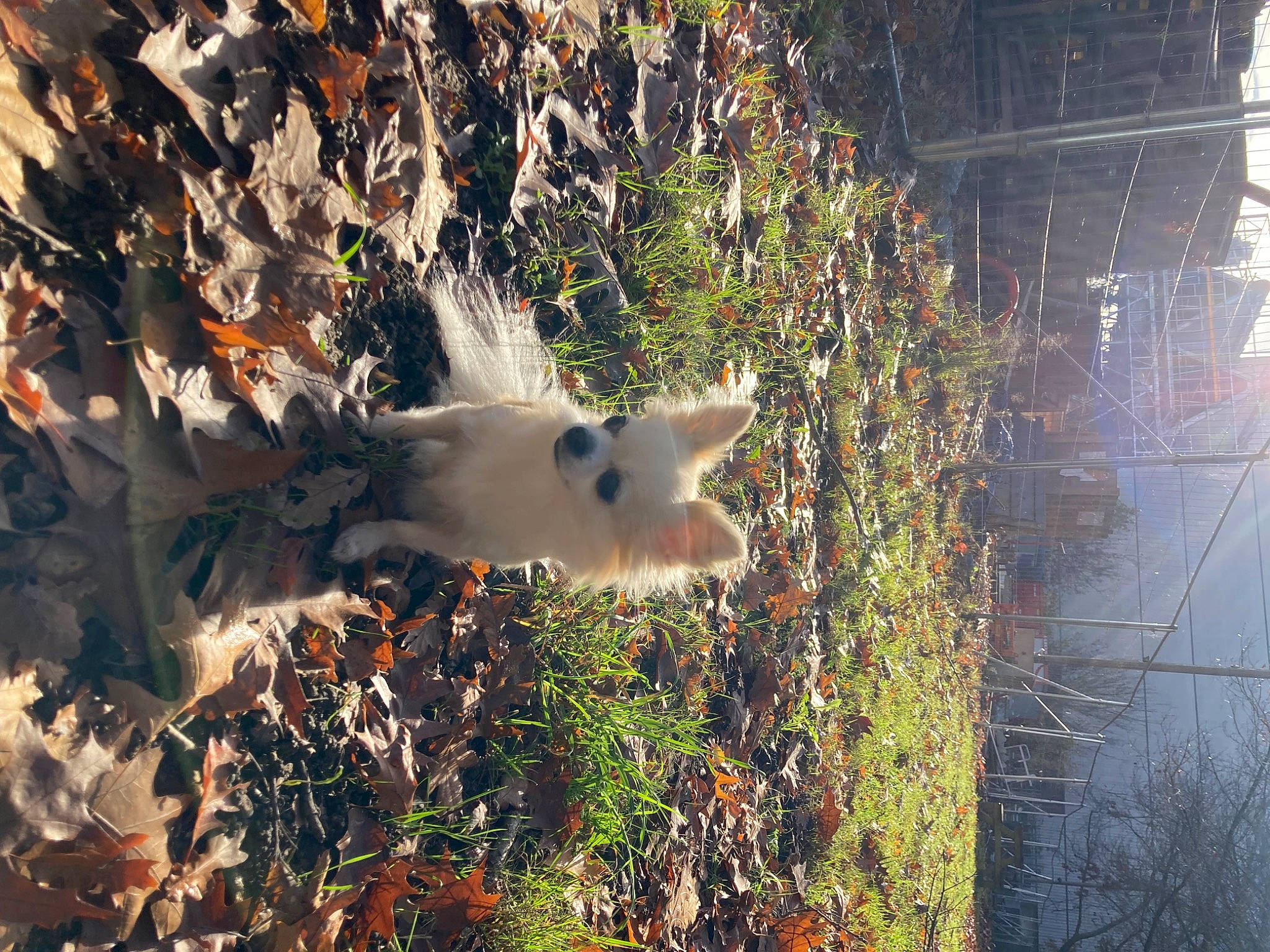 Frimousse participe au concours pour gagner de l'argent avec cette photo : atmospheric_phenomenon, biome, branch, carnivore, dog, fawn, felidae, grass, landscape, morning, natural_landscape, plant, sky, sunlight, tints_and_shades, tree, twig, water, wood, woody_plant
