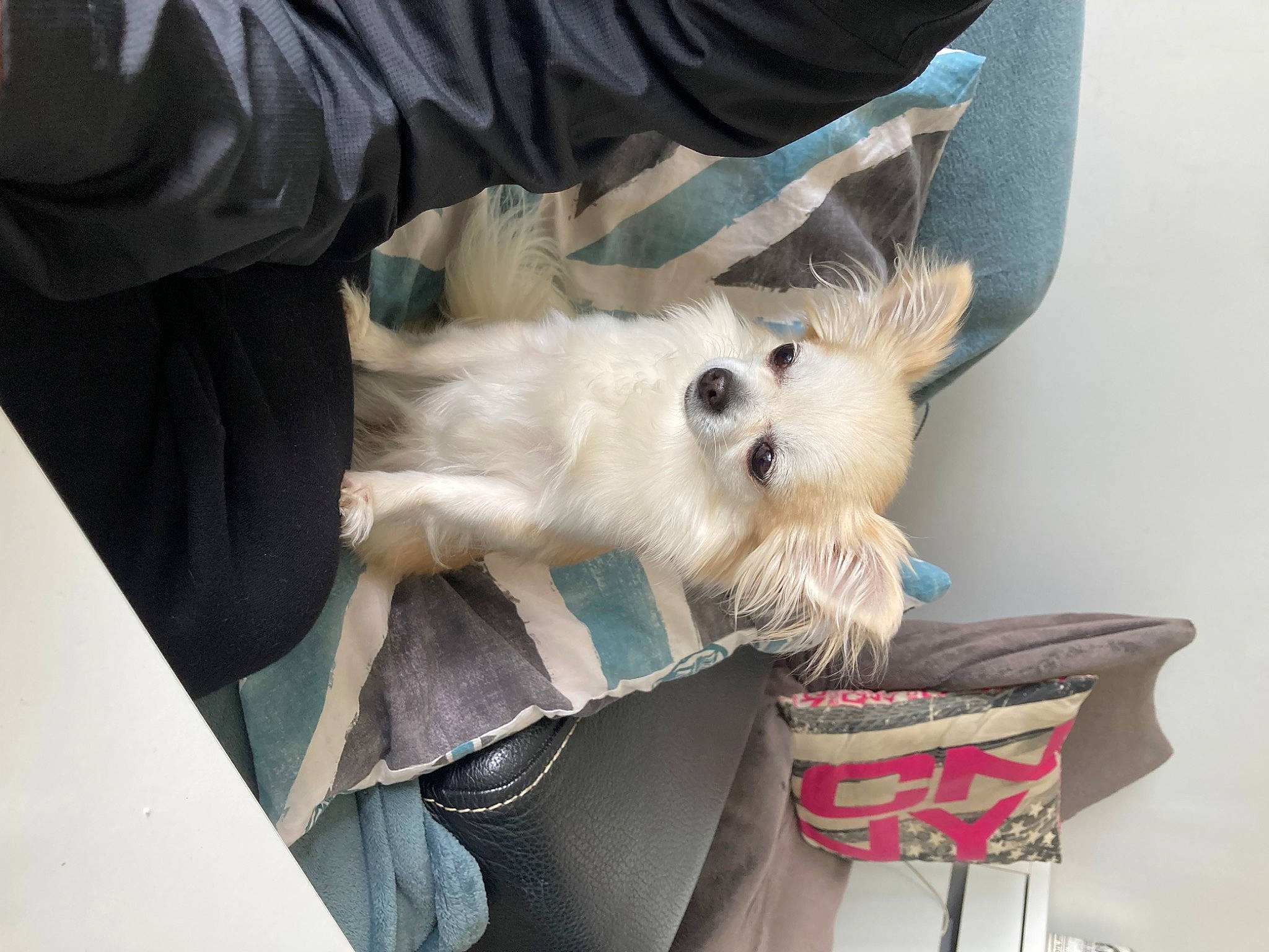 Frimousse a rejoint le concours — aidez-le/la à gagner de superbes lots ! carnivore, chair, clock, collar, comfort, companion_dog, dog, dog_breed, dog_supply, fawn, felidae, fur, german_spitz, pomeranian, small_terrier, small_to_medium_sized_cats, sporting_group, tail, toy_dog, whiskers