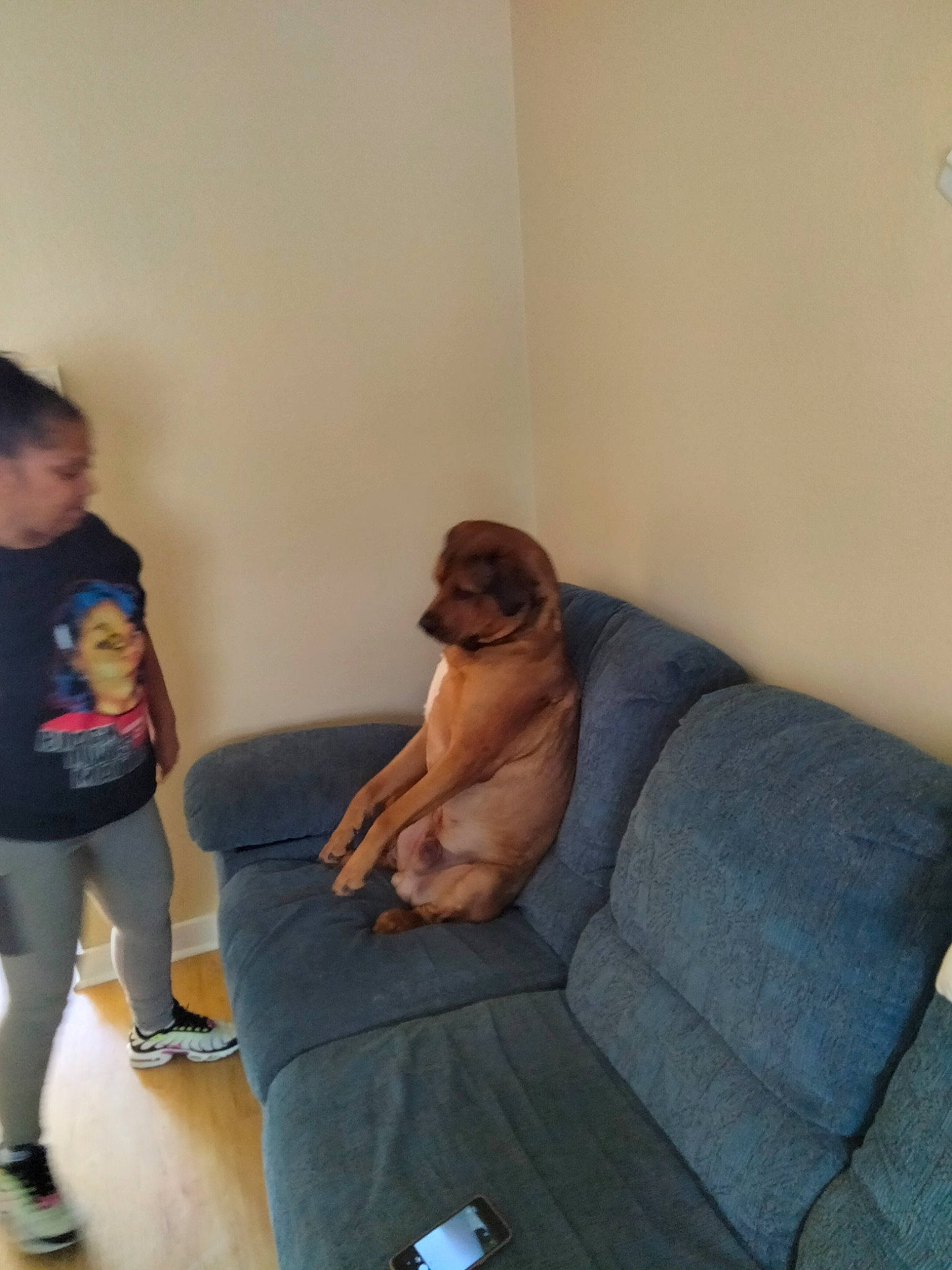 Chase joined the competition — help win amazing prizes! carnivore, comfort, companion_dog, couch, dog, dog_breed, elbow, fawn, flooring, foot, hardwood, human_leg, knee, leg, room, sitting, sporting_group, studio_couch, thigh, trunk