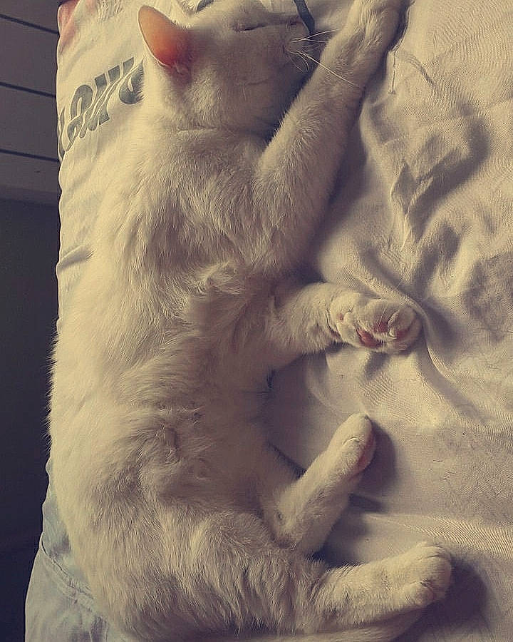 Minette participe au concours pour gagner de l'argent avec cette photo : asian, burmilla, carnivore, cat, claw, felidae, fur, hand, paw, sleep, small_to_medium_sized_cats, tail, turkish_angora, whiskers