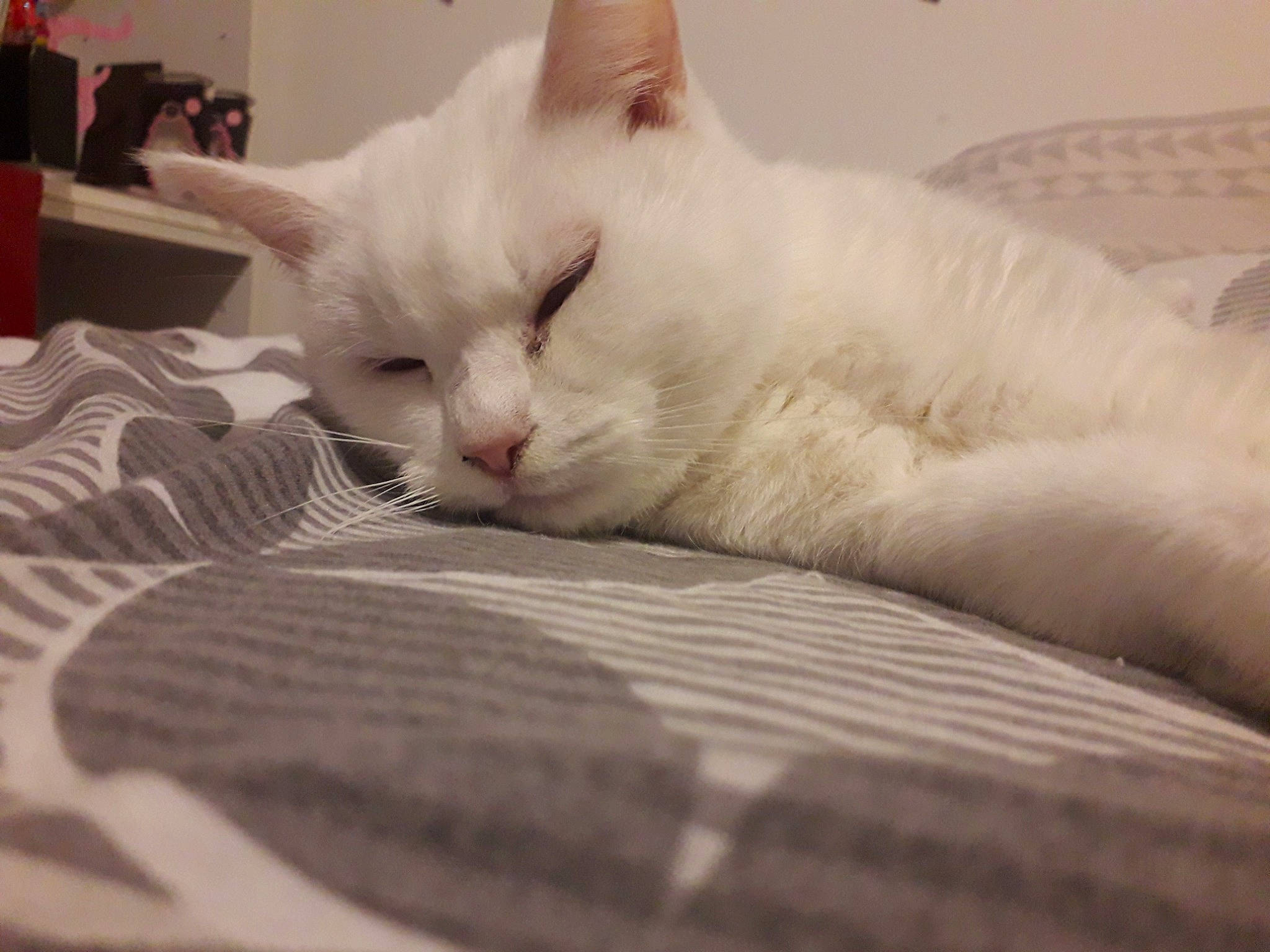 Minette participe au concours pour gagner de l'argent avec cette photo : asian, burmilla, carnivore, cat, colorpoint_shorthair, domestic_short_haired_cat, ear, eye, felidae, fur, khao_manee, kitten, mammal, nap, nose, ragdoll, small_to_medium_sized_cats, turkish_angora, turkish_van, whiskers