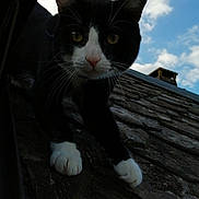 Dingo participe au concours pour gagner de l'argent avec cette photo : adventure, animal, black_and_white, cat, close_up, clouds, curious, daylight, exploring, feline, looking, mammal, nature, outdoor, paws, pet, roof, roof_tiles, sky, whiskers