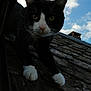 adventure, animal, black_and_white, cat, close_up, clouds, curious, daylight, exploring, feline, looking, mammal, nature, outdoor, paws, pet, roof, roof_tiles, sky, whiskers