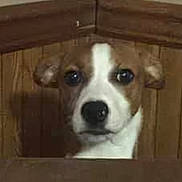 Bella is registered to the contest to win money with this photo: animal, brown_and_white, canine, closeup, corner, curious, dog, ears, expression, face, furniture, head, indoor, looking, nose, peeking, pet, portrait, puppy, wooden_wall