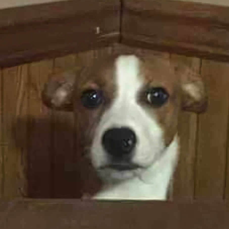 Bella