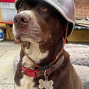 Layla is registered to the contest to win money with this photo: alert, animal, animal_face, brown_dog, canine, close_up, dog, dog_tag, domestic_animal, fur, helmet, leather_strap, muzzle, outdoor, pet, pet_accessory, pet_collar, portrait, side_view, white_fur