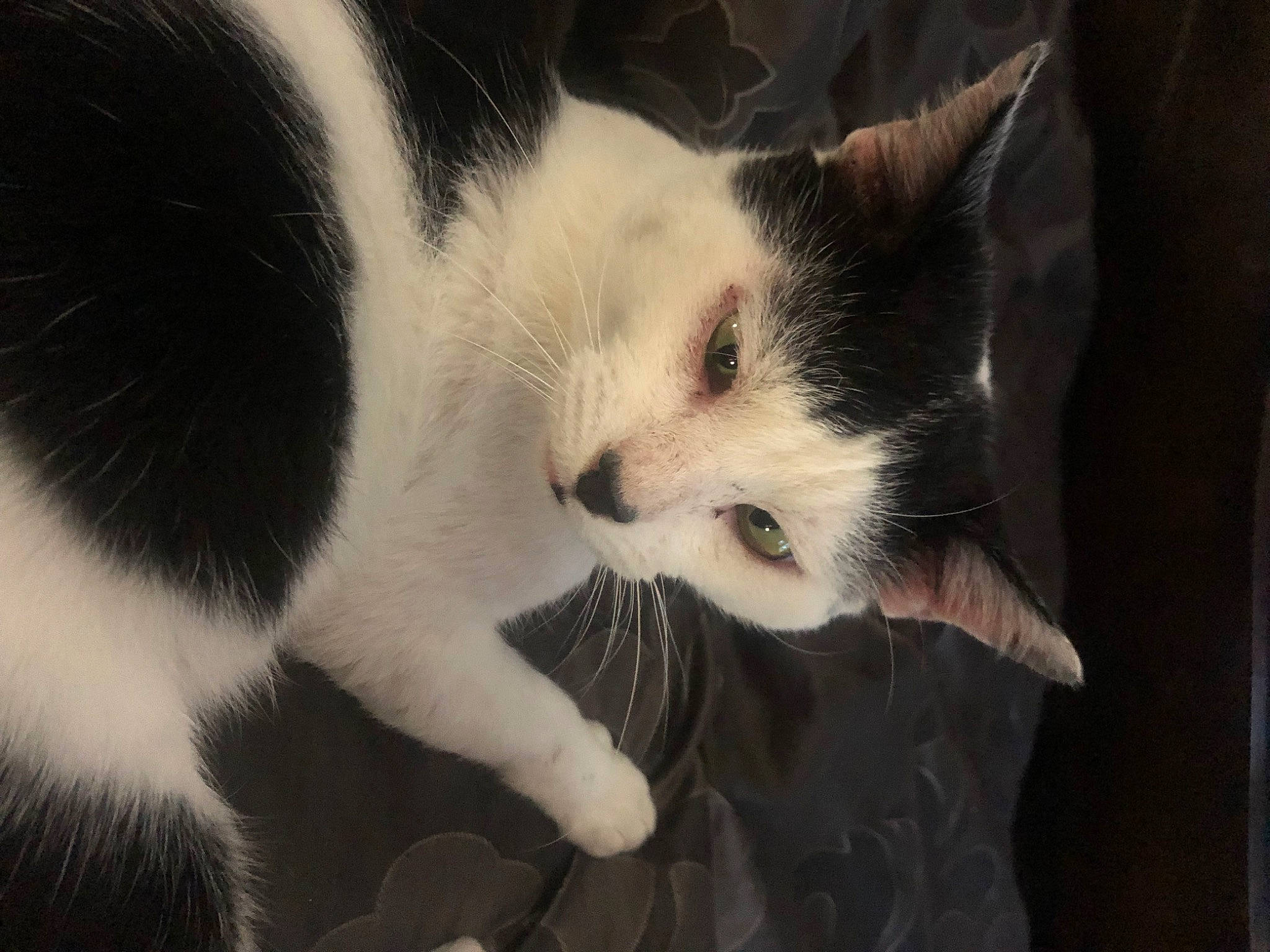 Happy is registered to the contest to win money with this photo: carnivore, cat, claw, comfort, domestic_short_haired_cat, eye, felidae, fur, head, monochrome, monochrome_photography, paw, sitting, small_to_medium_sized_cats, snout, tail, whiskers, window