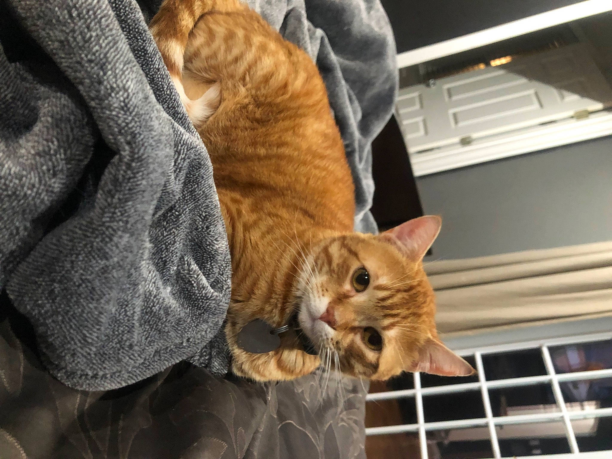 Garfield is registered to the contest to win money with this photo: carnivore, cat, claw, comfort, domestic_short_haired_cat, fawn, felidae, fur, lap, mammal, nap, paw, sitting, small_to_medium_sized_cats, snout, tail, whiskers, window, wood