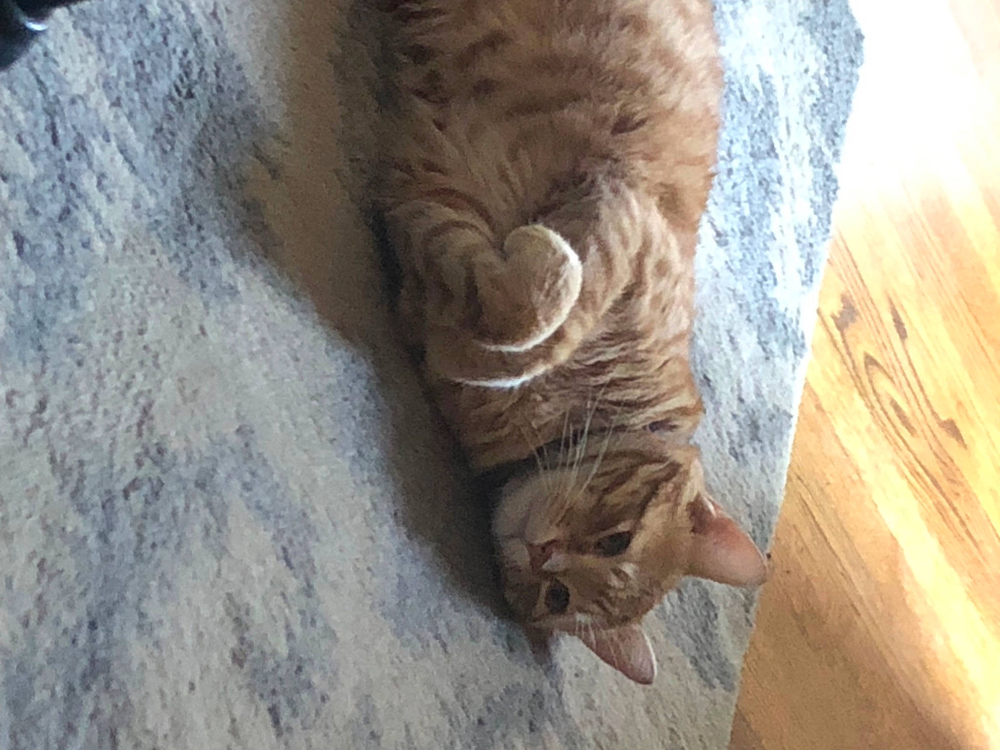 Garfield is registered to the contest to win money with this photo: carnivore, cat, domestic_short_haired_cat, fawn, felidae, flooring, fur, hardwood, human_leg, paw, small_to_medium_sized_cats, snout, tail, terrestrial_animal, tree, trunk, whiskers, wood, wood_stain, wrinkle