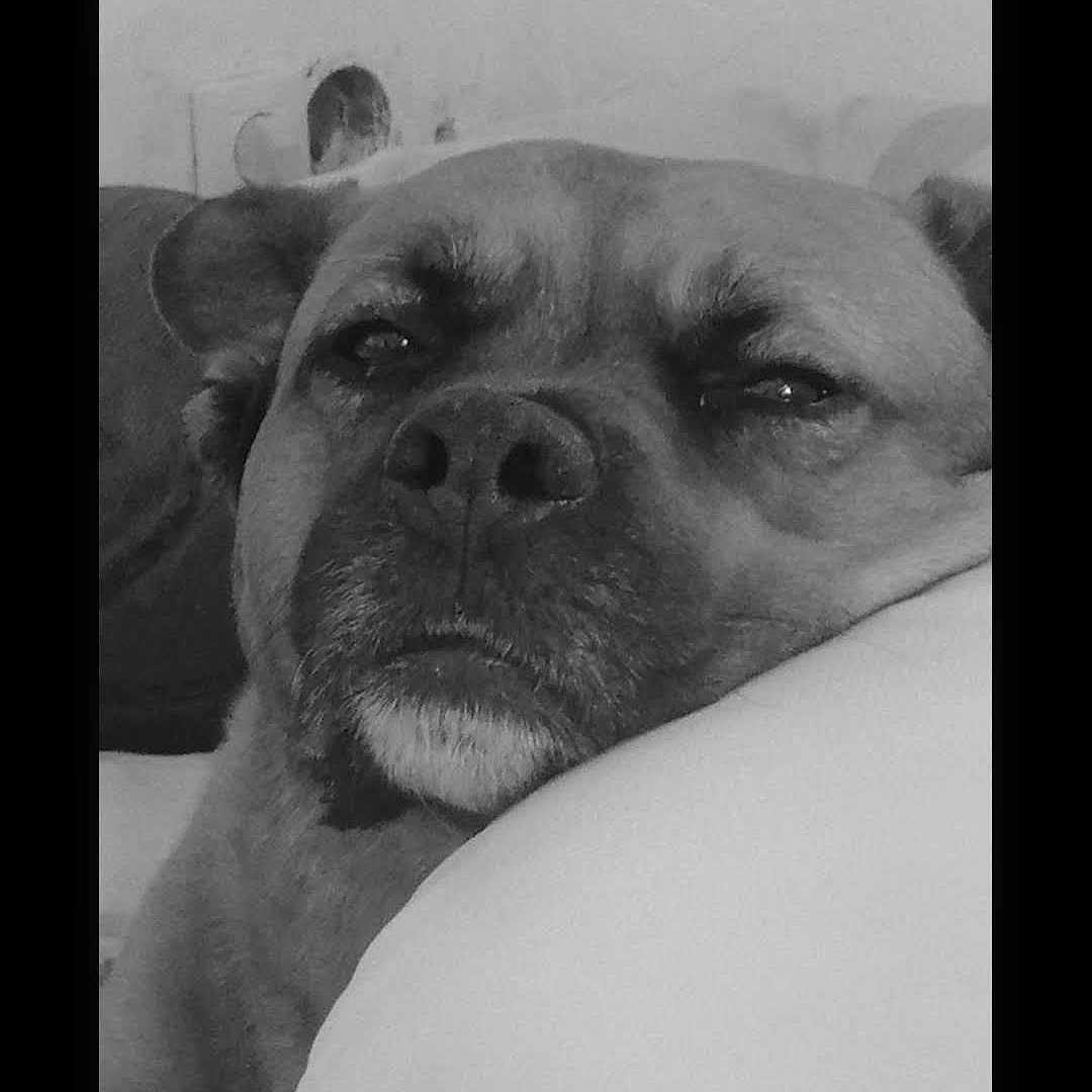 Lily a rejoint le concours — aidez-le/la à gagner de superbes lots ! animal, bodypart, boxer, bulldog, canine, cushion, dog, face, frenchbulldog, head, homedecor, mouth, person, pet, photography, pitbull, portrait, pug, puppy, sleeping