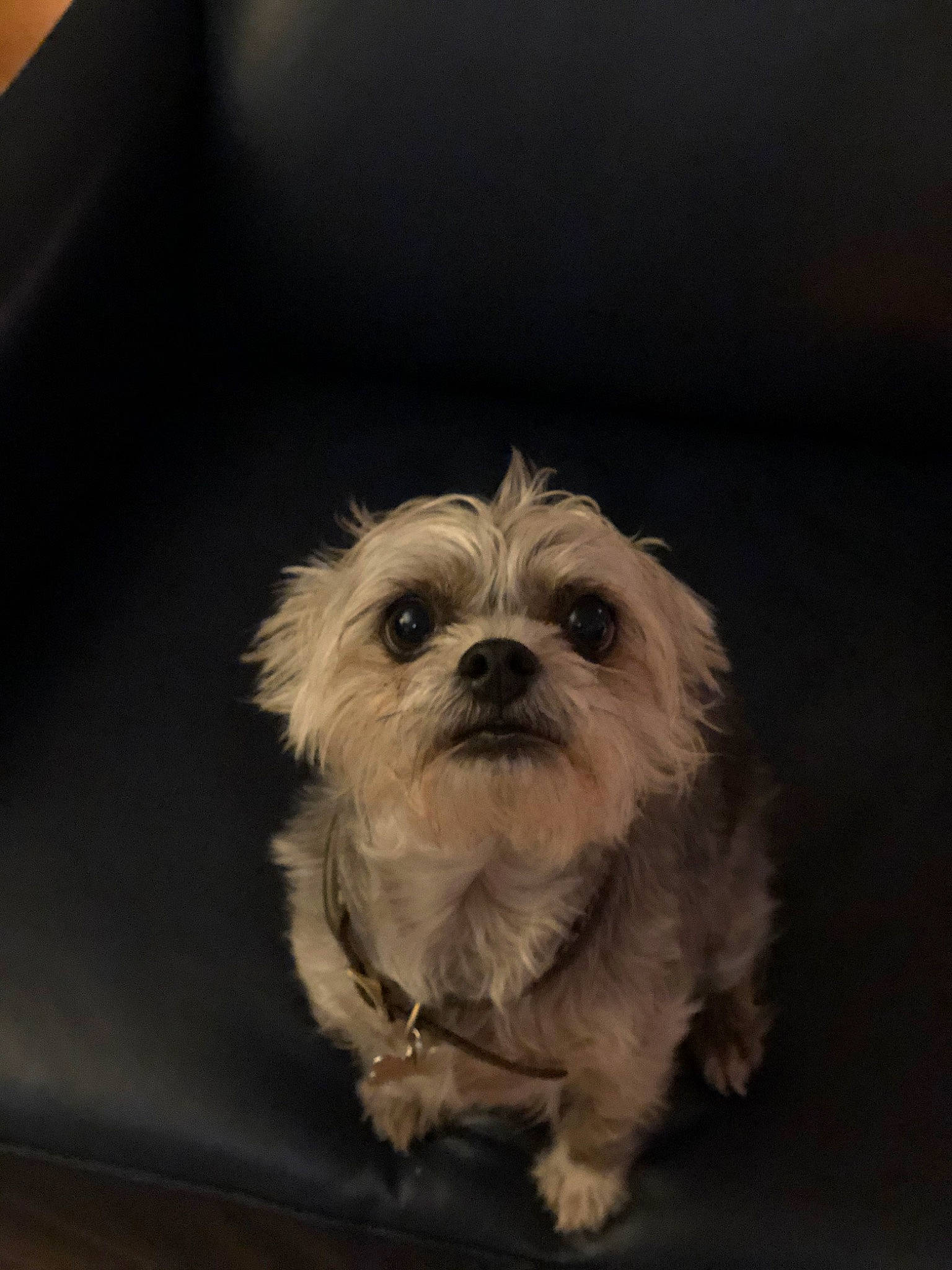 Guppy joined the competition — help win amazing prizes! canidae, carnivore, cavachon, companion_dog, dog, dog_breed, eye, glen_of_imaal_terrier, havanese, lhasa_apso, maltepoo, maltese, mammal, morkie, pekapoo, puppy, schnoodle, shih_tzu, snout, vertebrate