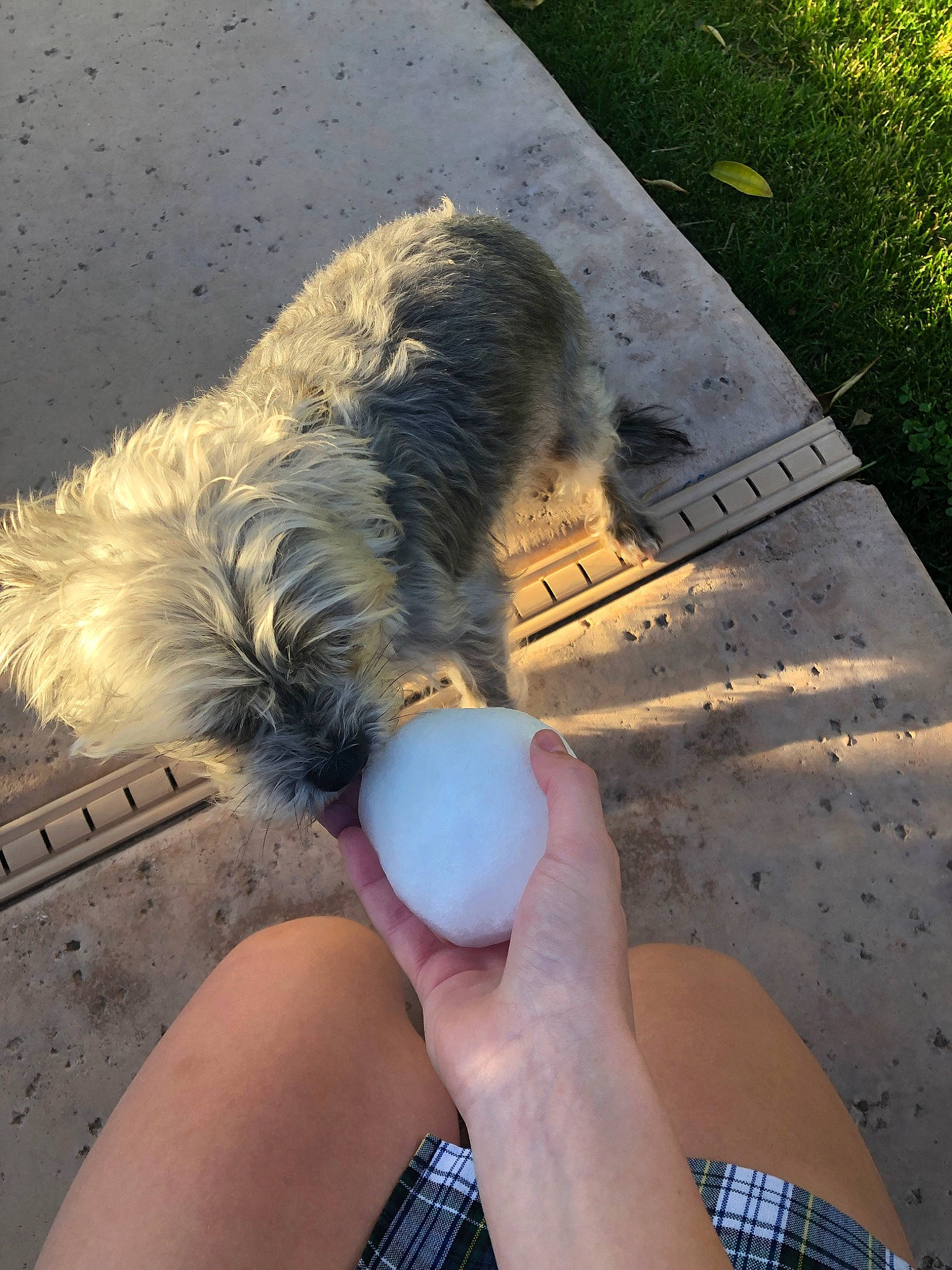 Guppy is registered to the contest to win money with this photo: canidae, carnivore, dog, dog_breed, hand, leg, schnauzer, schnoodle, small_terrier, tail, terrier