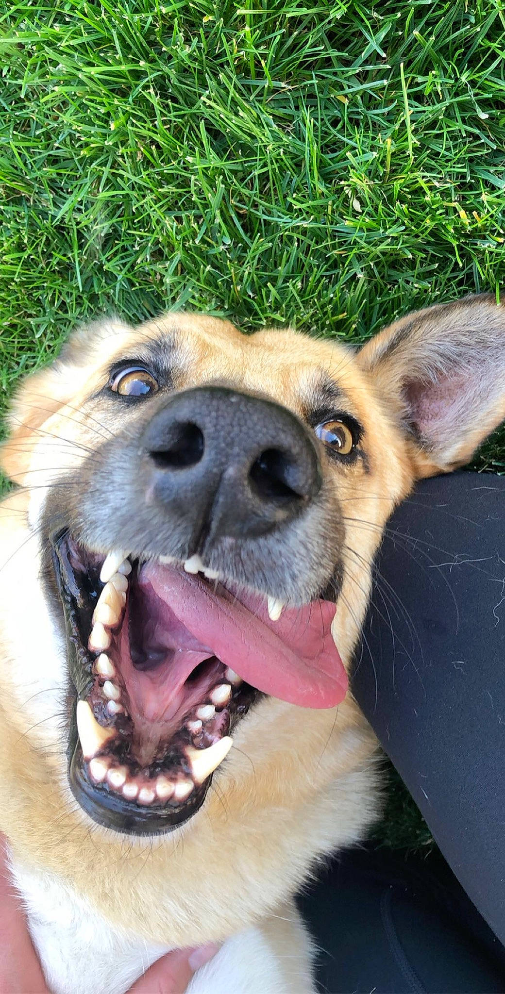 Aero is registered to the contest to win money with this photo: ancient_dog_breeds, canidae, carnivore, dog, dog_breed, ear, fawn, german_shepherd_dog, king_shepherd, mammal, nose, rare_breed_dog, snout, sporting_group, street_dog, vertebrate, whiskers